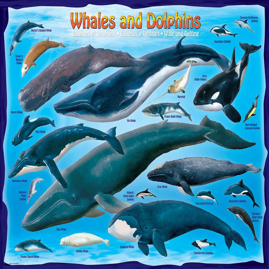 New 100 Piece Bottlenose Dolphin Puzzle 